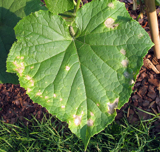Anthracnose on cucumber leaf