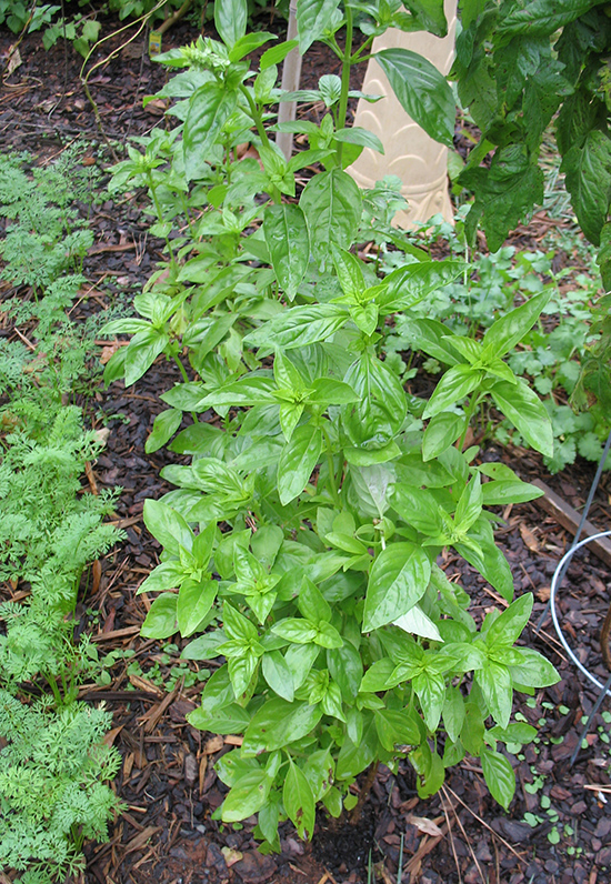 The basil has been beddy beddy good to me....