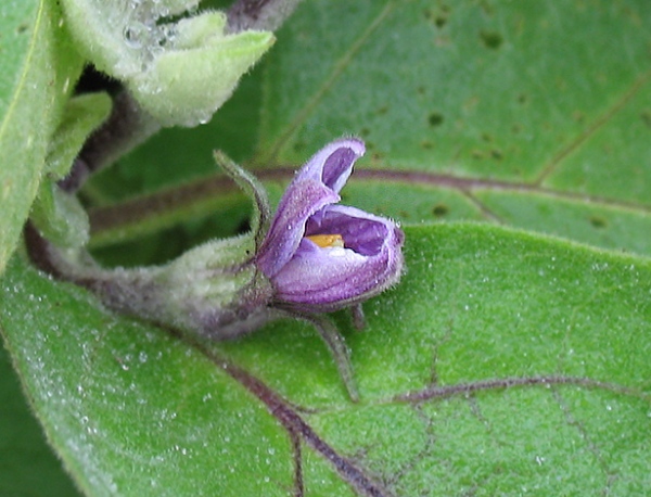 Eggplant flower on November 3rd