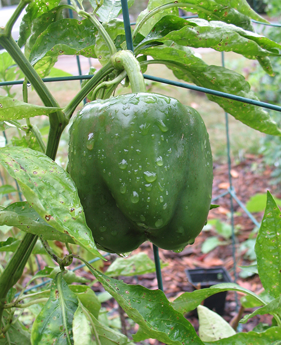 Green (unripe red) Bell Pepper