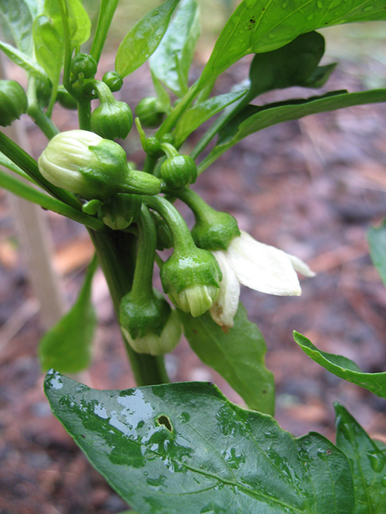 Bell Pepper flowers