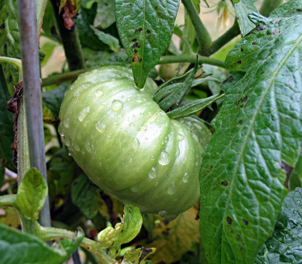 Late tomato, to remain green until I use it